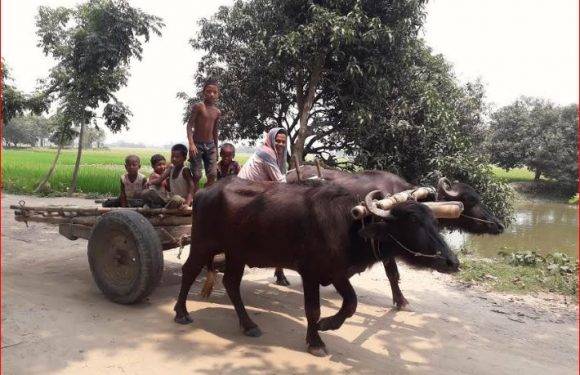 আজ বিলুপ্ত প্রায় প্রাচীন বাংলার গরু-মহিষের গাড়ি