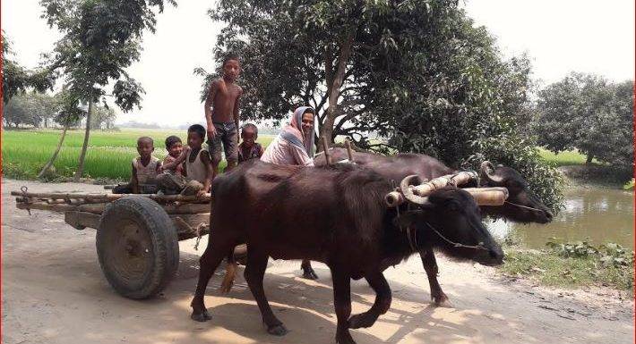 আজ বিলুপ্ত প্রায় প্রাচীন বাংলার গরু-মহিষের গাড়ি