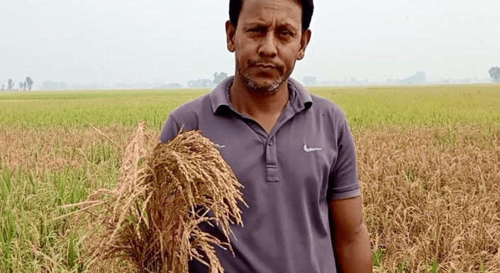 ফুলবাড়ীতে বিষ প্রয়োগে ৬ বিঘা জমির ধান নষ্টের অভিযোগ