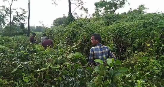 পঞ্চগড়ে বাঘের নাগাল পেতে কাটা হচ্ছে মামলাধীন পরিত্যক্ত বাগান ও জঙ্গল