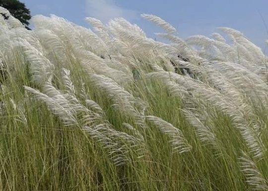 পঞ্চগড় সর্ব উত্তরের জেলা শরতের একটি  দৃশ্য ক্যামেরা বন্দি