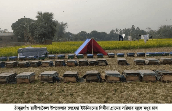 সরিষা ক্ষেতে খাঁচায় হচ্ছে মধু চাষ, ব্যস্ত মৌ-চাষীরা