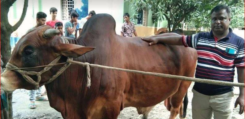 বালিয়াডাঙ্গীর বাহাদুর কে’ দেখতে শত মানুষের ভীড়