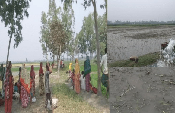 পীরগঞ্জে আদালতের নিষেধাজ্ঞা অমান্য করে জমিতে ধানের চারা রোপণ !