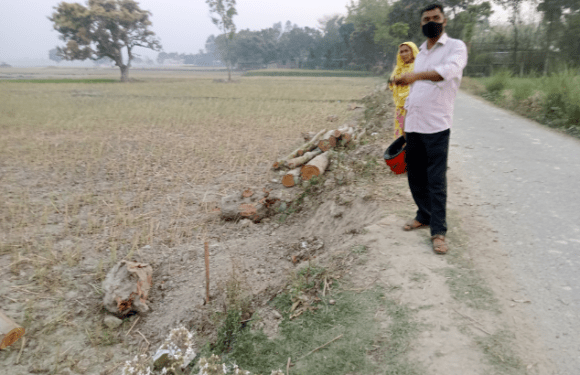 ঠাকুরগাঁওয়ের পীরগঞ্জে উপসহকারী কৃষি অফিসারের বিরুদ্ধে রাস্তার গাছ কাটার তথ্য পাওয়া যায়