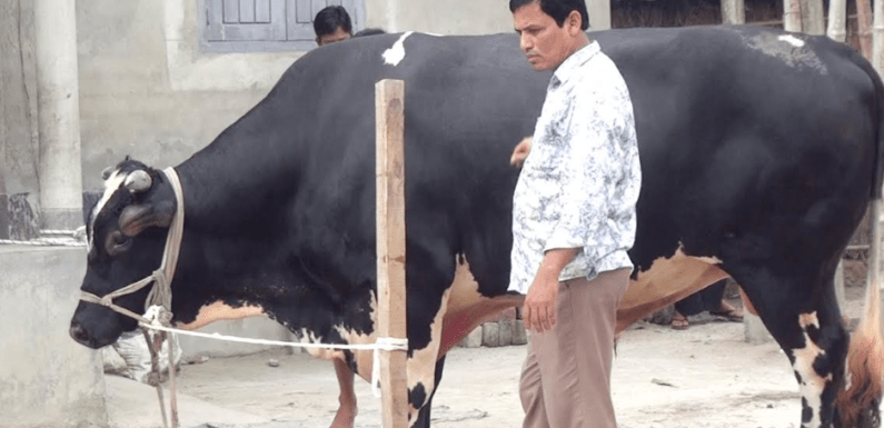 কোরবানি হাটের সেরা আকর্ষণ ‘‘দিনাজপুরের রাজা’’ দাম ১২ লক্ষ টাকা