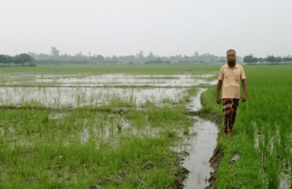 পীরগঞ্জে জমিতে চাষাবাদে বাধা দেয়ার অভিযোগ