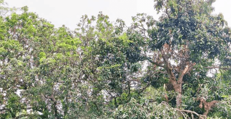 মেহেরপুরে তীব্র তাপদাহে ঝরছে আম-লিচুর গুটি